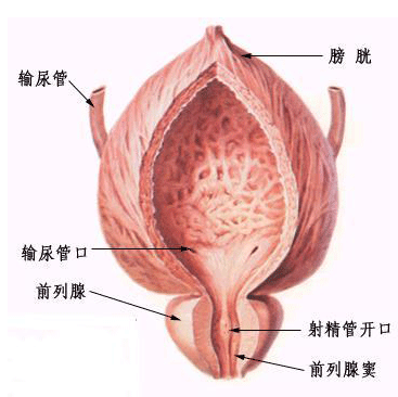 什么是前列腺炎