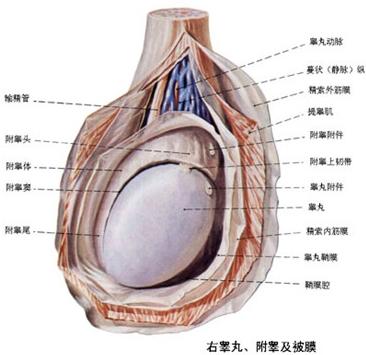 男性附睾炎都有哪些症状图片