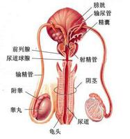 前列腺到底有什么作用