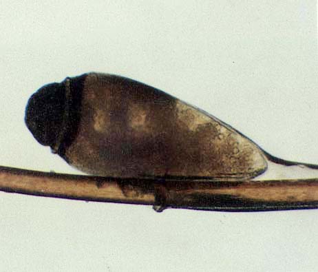 ͼ����ʭ����������ס�����ʭ