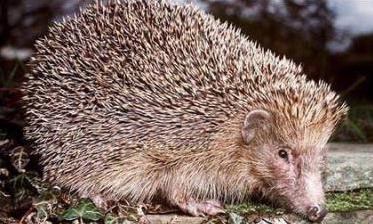 塞一男子为治早泄竟与刺猬性交